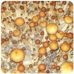 Псилоцибиновые (галлюциногенные)  грибы Psilocybin "Golden Teacher" в Знаменске