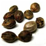 Семена марихуаны АК-47  (Seeds AK-47) в Знаменске